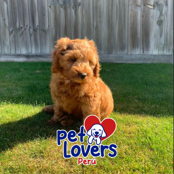 Cocapoo - Pet Lovers