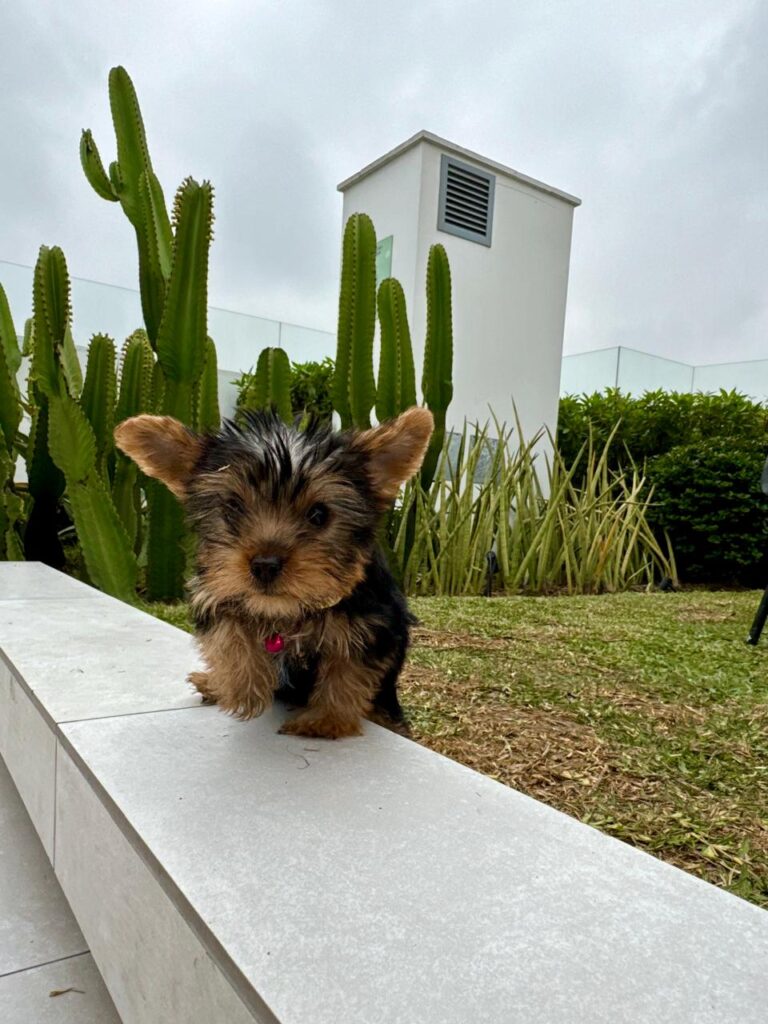Cachorros Yorkshire Terrier Lima