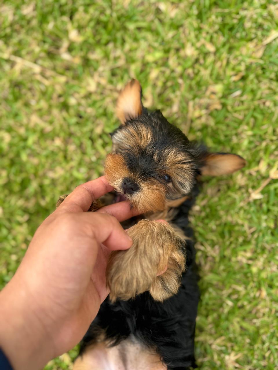 Cachorros Yorkshire Terrier Perú
