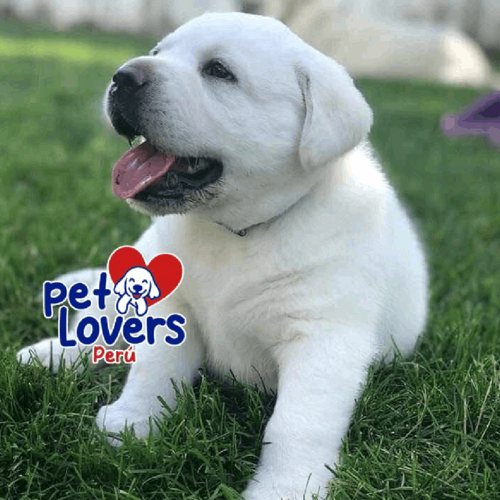 Hermoso Cachorro Labrador Perú