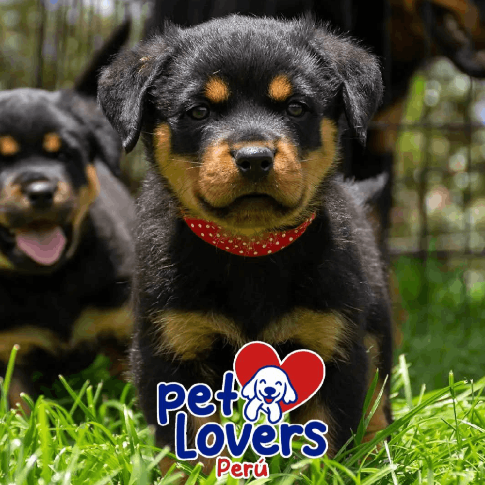 Hermoso Cachorro Rottweiler Perú