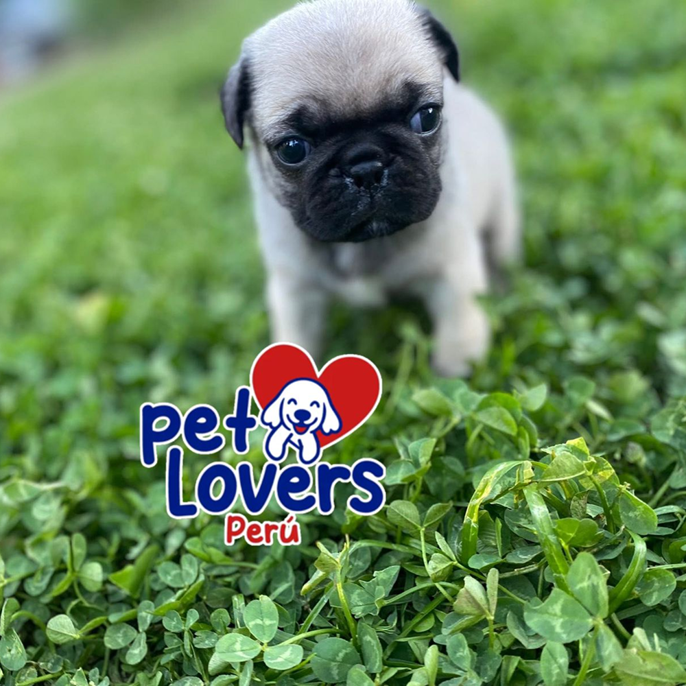 Hermoso Cachorro Pug Perú