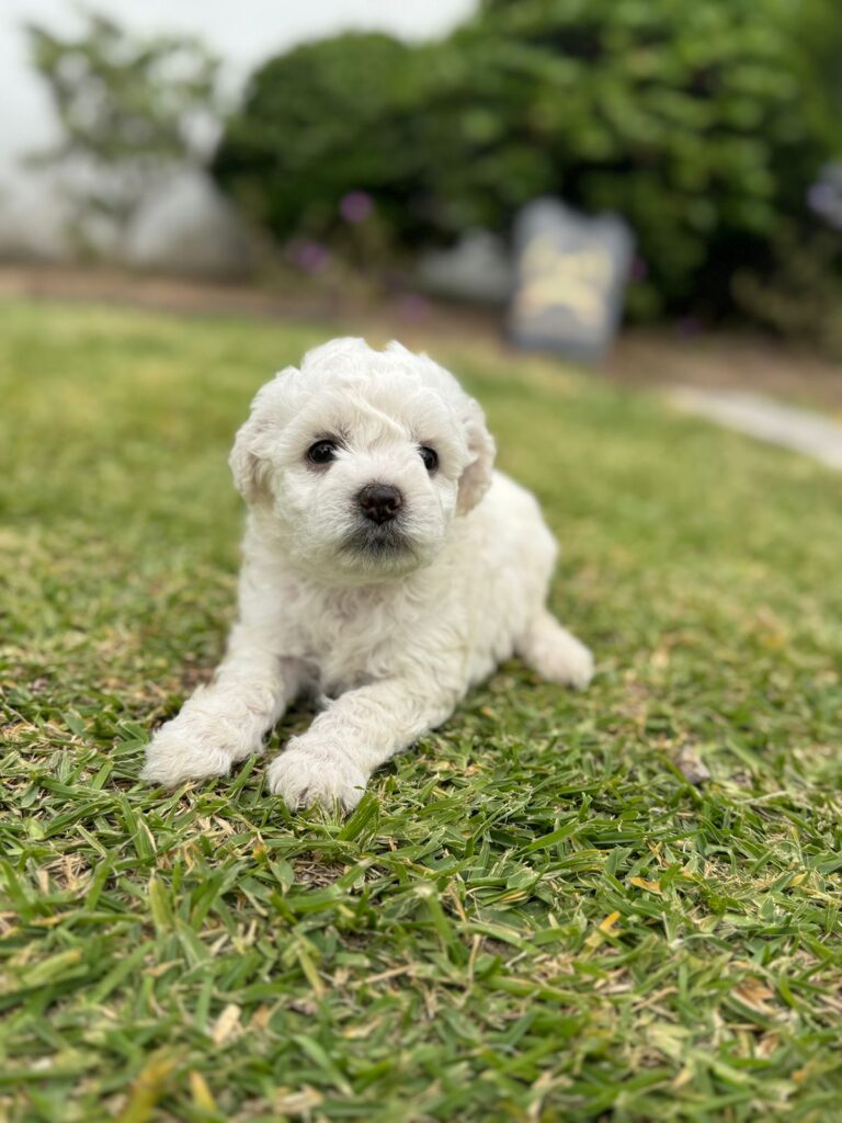 Hermoso Bichón Frisé