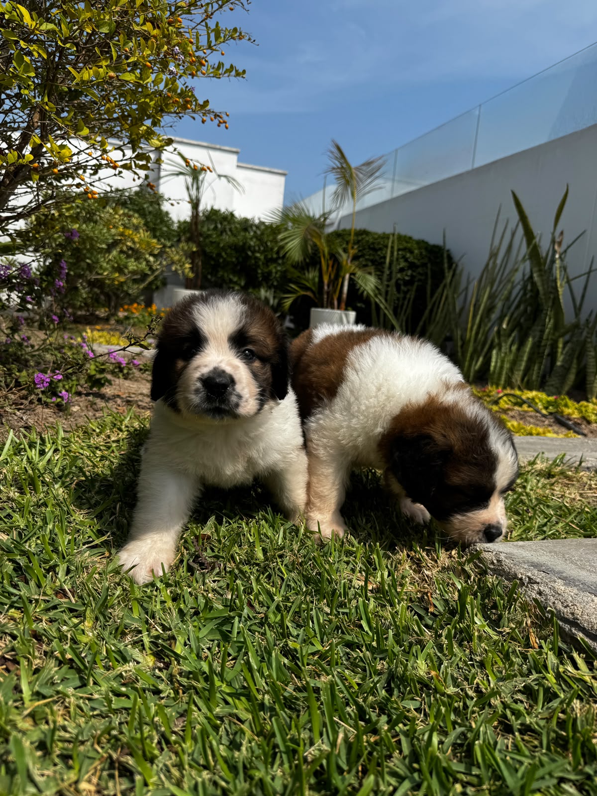 cachorros-san-bernardo-peru.jpg